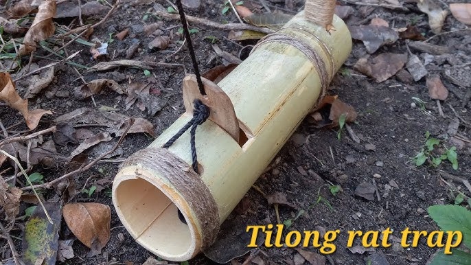 The Best Ways to Trap Rats and Mice That Really Work – Deep Green  Permaculture