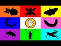Insect: Katydid, Leaf Insect, Long Horn beetle, MOth, Robber Fly, Leaf Insect, Millipede, Beetle