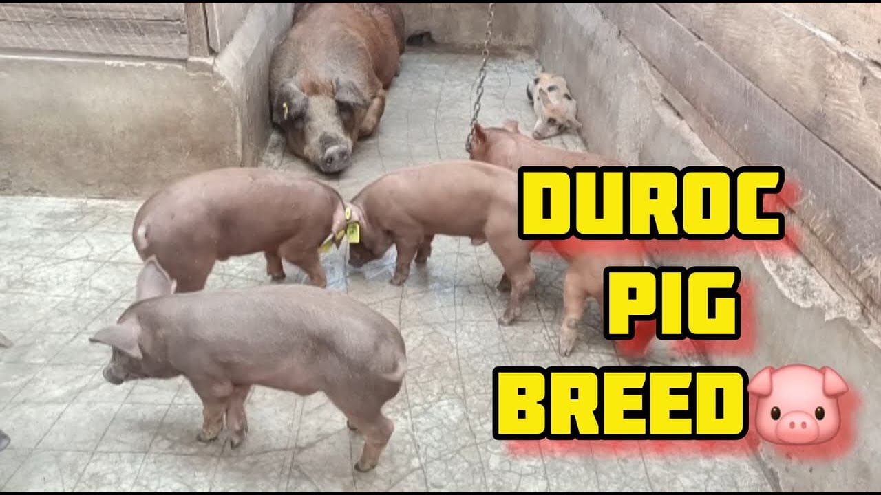 Порода свиней Дюрок ||Поросята || Простая структура свиньи|| Разведение свиней || Фермерство
