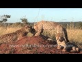 Wild cheetah cub gets close to cameraman!