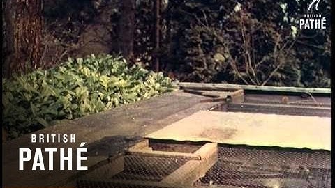 Budgerigar Garden (1956)