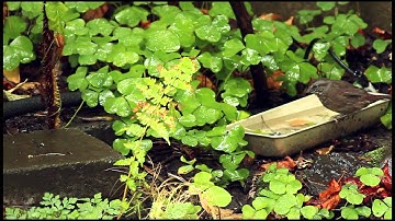 Bird Language Excerpt - Baseline VS Alarm