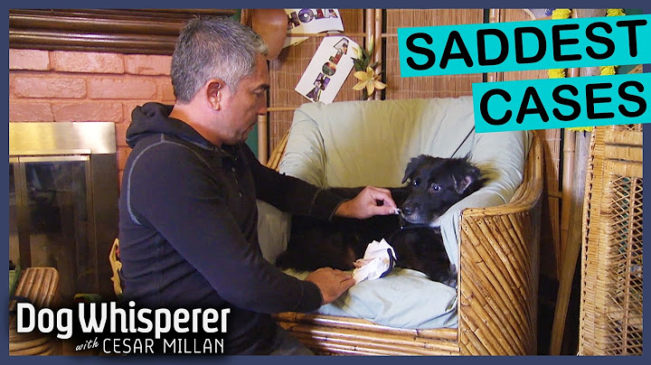 Saddest Stories In Dog Whisperer History 💔 | Dog Whisperer With Cesar Millan Marathon