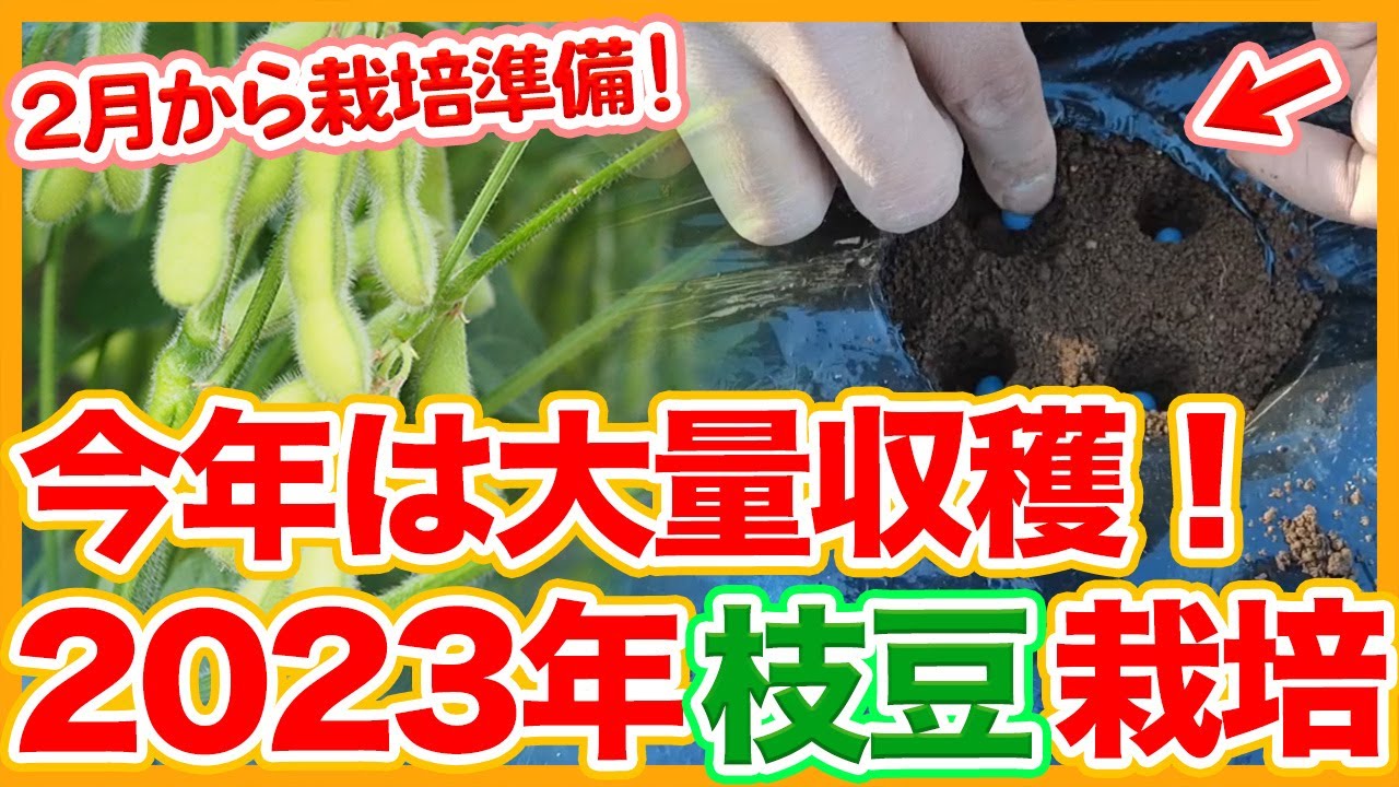 Tips for preparing to grow green soybeans from February and