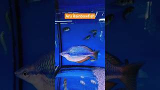 A Stunning Species Of Rainbowfish