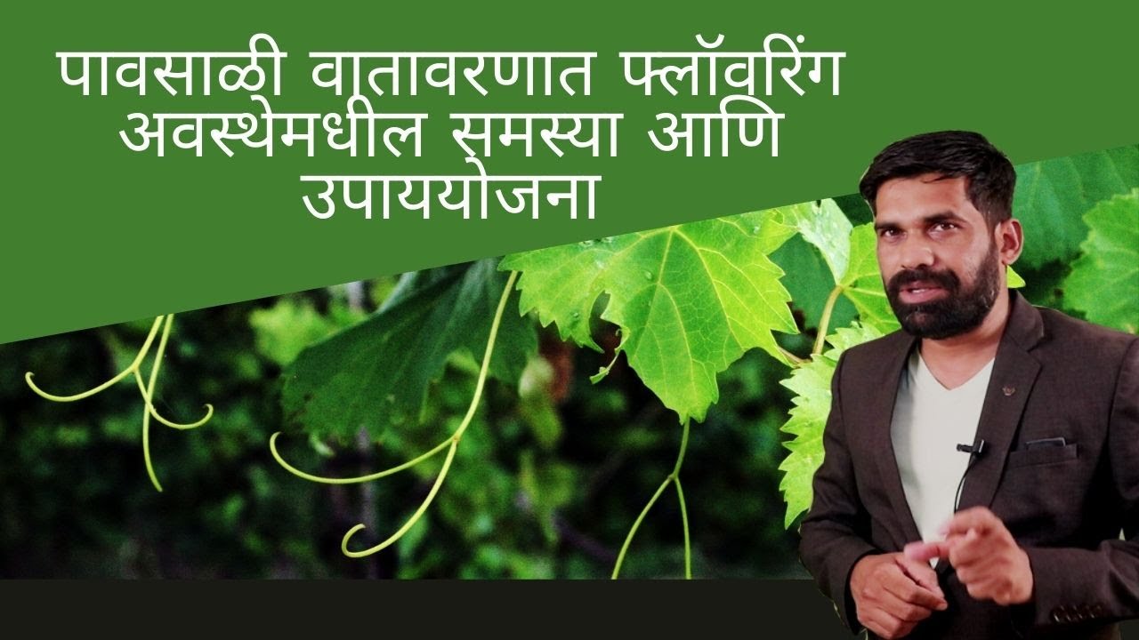 shrihari ghumare |पावसाळी वातावरणात फ्लॉवरिंग अवस्थेमधील समस्या आणि उपाययोजना