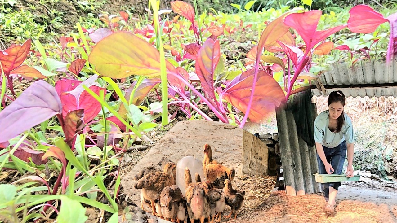 Single mother goes out to gather firewood and take care of her chickens ...