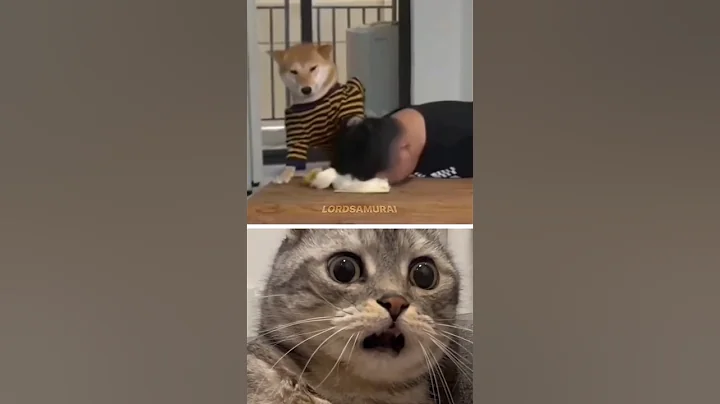 Yo, this shiba inu is dope! 😆 #shorts #memes #dog #shiba #funny #humor #fyp