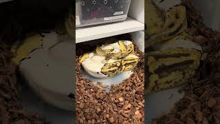 Ball python eggs after almost 9 years! Pastel pied x banana pied!