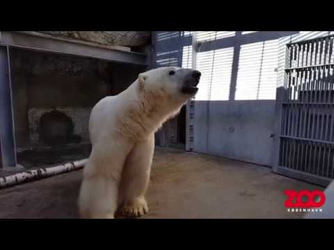 Video: Hvorfor Er En Isbjørn Afbildet På Perm-territoriets Våbenskjold
