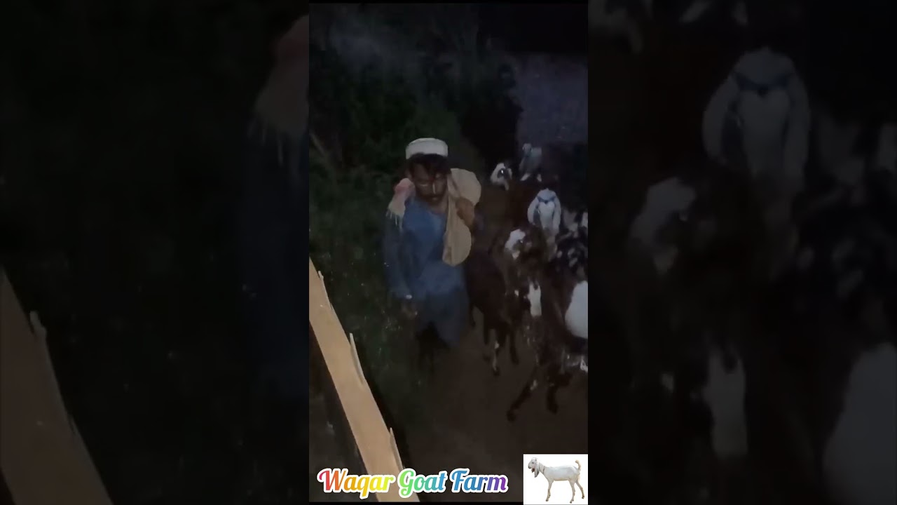 Got some medication to stay relaxed and happy❤️ GoatFarm | WaqarGoatFarm | GoatFarmer | GoatFarming