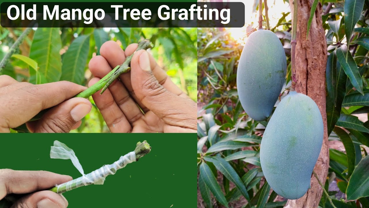 How to graft Mango Tree | Mango tree grafting | Aam ki kalam - YouTube