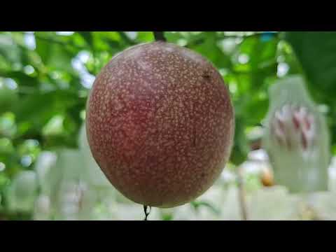 Passion fruits in the backyard garden are ready for harvest ?
