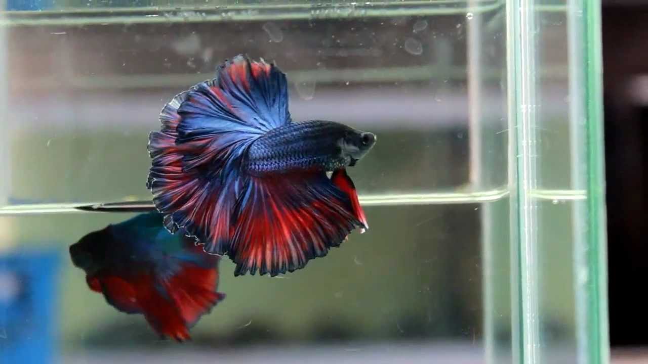 Betta Splendens : (0313-9) Red Circle Hawk Halfmoon Singletail Male ...