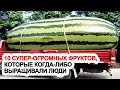 10 супер огромных фруктов которые когда-либо выращивали люди