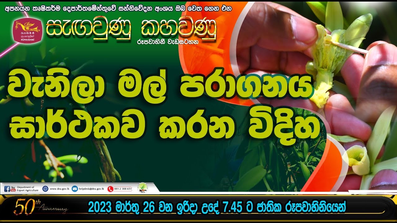 වැනිලා මල් පරාගනය සාර්ථකව කරන විදිය