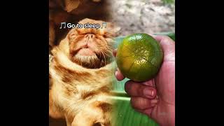 Download Lagu Deel dit met je goede vrienden die niet kunnen slapen😂#chillithepekepug #grappigevideo's #komedie MP3 Download Lagu Deel dit met je goede vrienden die niet kunnen slapen😂#chillithepekepug #grappigevideo's #komedie MP3