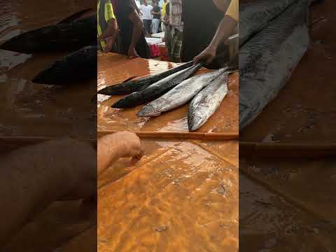 حراج السمك في جيزان
