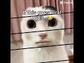 Bro… 😭 😭 #short #shorts #cat #funny #memes #goofy