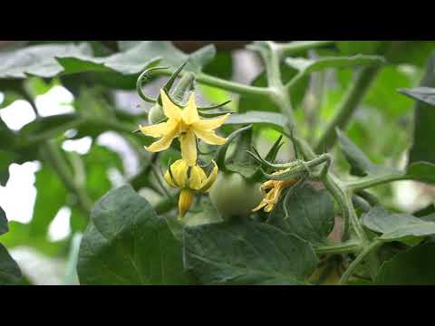 Vidéo: Comment Polliniser Les Tomates En Serre