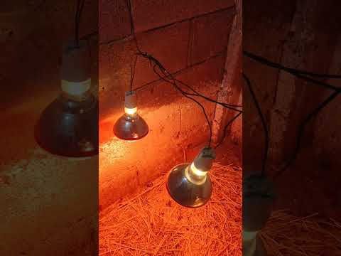 كيف الجيلي التحف Birds Poultryfarming Murga Chicken Automobile المبيدات البخل التغطيه