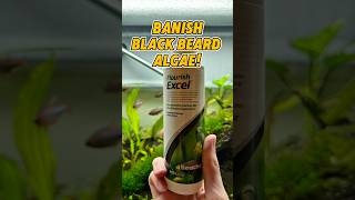 The Secret Weapon Against Black Beard Algae🐠 #AlgaeControl #AquariumTips #PlantedTank #Shorts