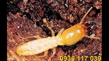 phương pháp diệt mối cho công trình xây dựng tại quận 2