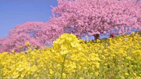 (拼课加V：Easy_Study_)王红元coderwhy大神新课 线上前端系统课