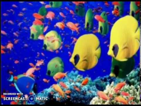 წყალქვეშა სამყარო