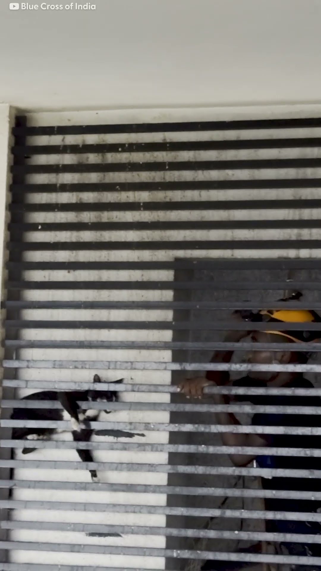 Cat Was Stuck Between Grates Of A 20-Story Building | The Dodo