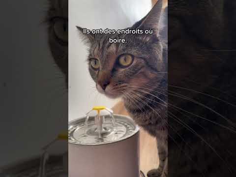 Vidéo: Problèmes de santé des chats âgés: comment garder votre chat âgé actif