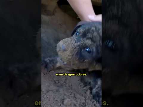 El increíble rescate