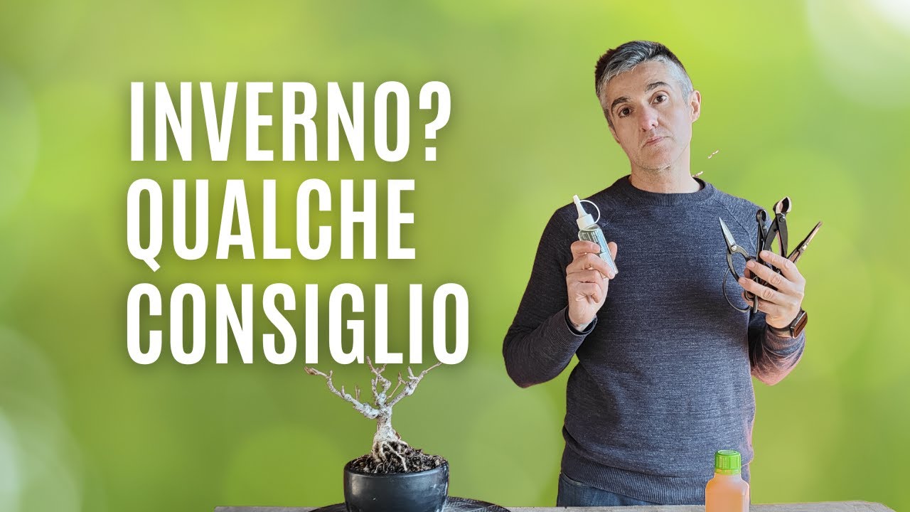 QUALI LAVORI ALTERNATIVI fare nel BONSAI in INVERNO?