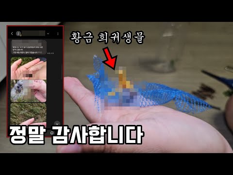 섬 까지 들어가 잡아오신 황금 희귀 <strong>생물</strong> 감사드립니다