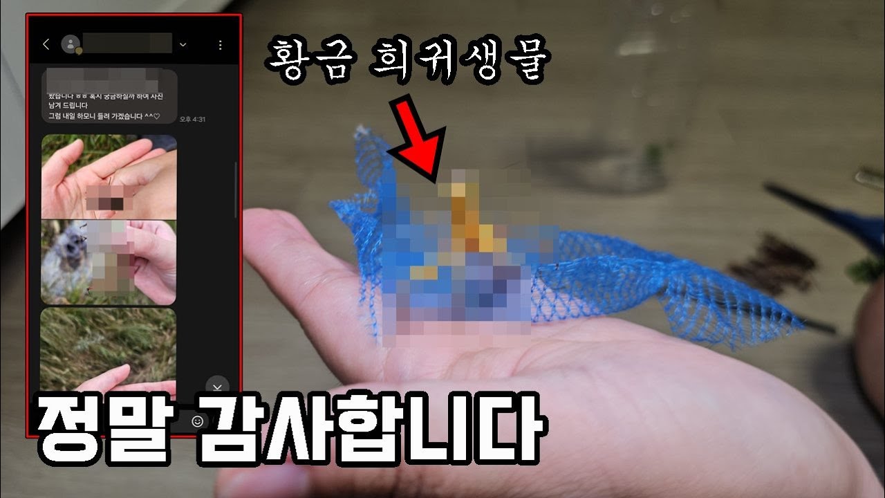 구독자의 의문의 선물...! 섬 까지 들어가 잡아오신 황금 희귀 생물 감사드립니다