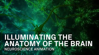 Anatomy of the Brain - Medical Animation Anatomy of the Brain - Medical Animation