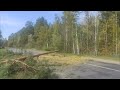 Валка леса /// Упало дерево в нопровлении асфальта