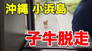【沖縄旅行】 石垣島から小浜島へ 『はいむるぶし』までの道のり 【子牛脱走ハプニング】