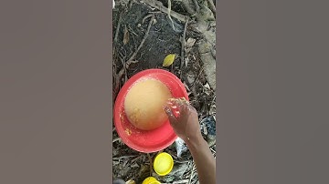 Trộn bài mồi câu cá tra/câu cá tra sông