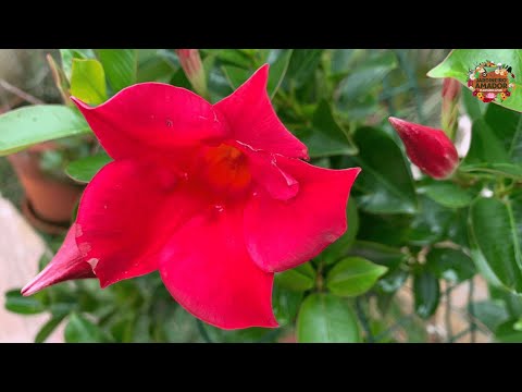 Vídeo: Flor diploidia interior: reprodução, cultivo, cuidado, foto