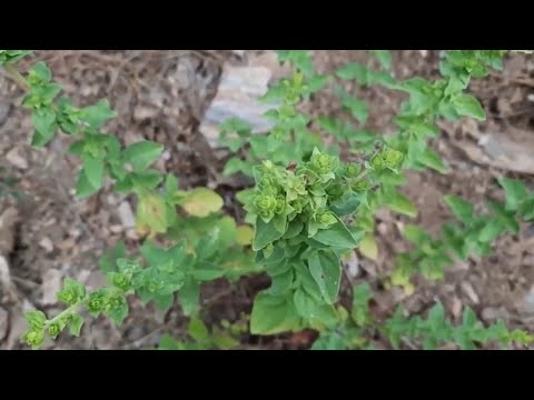 KEKİK TOPLADIK  / Güvey otu / Güve otu / Keklik otu / Doğada yenilebilir yabani otlar