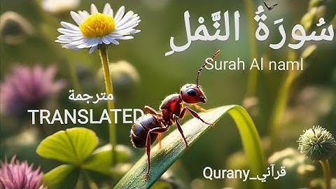 تلاوة خاشعة|راحة نفسية وطمأنينة للقلوب| سورة النمل كاملة|القارئ طارق محمد|مترجم بالكرديه والإنجليزية