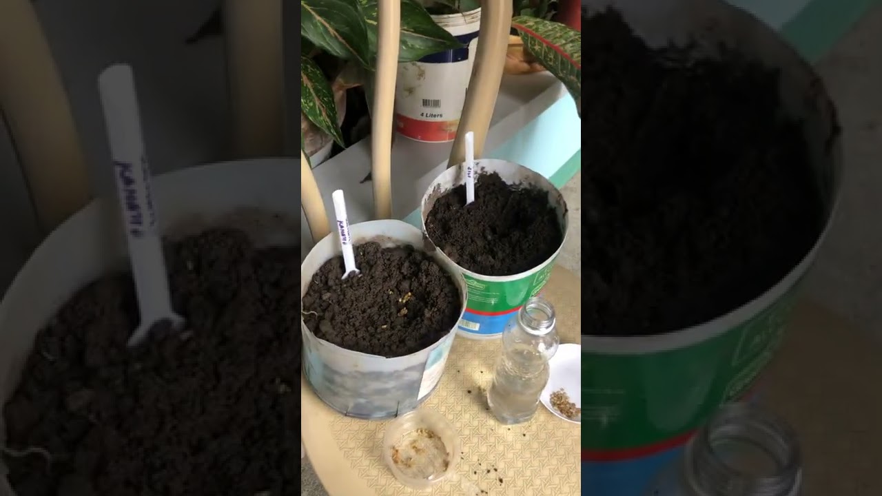 TLE Project Planting Sili and Kamatis Seeds YouTube