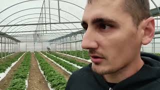 видео: Выращивание земляники садовой (клубники), сорт Мурано картинка: Выращивание земляники садовой (клубники), сорт Мурано