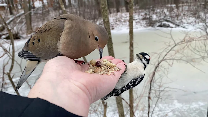 Hand-feeding Birds in Slow Mo - Mourning Dove, Dow...
