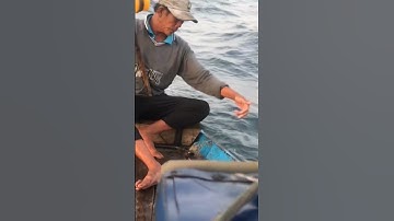 #70 nghề câu cá nục trên biển Đông #shorts