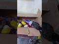 cute chicks