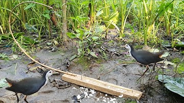 Easy Bird Trap : Amazing Breasted Waterhen Trap - How To Creative Easy Bird Trap..🐤