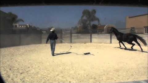 Starting a Warmblood Stallion Part 1