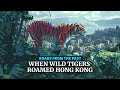 Roars from the past: When wild tigers roamed Hong Kong